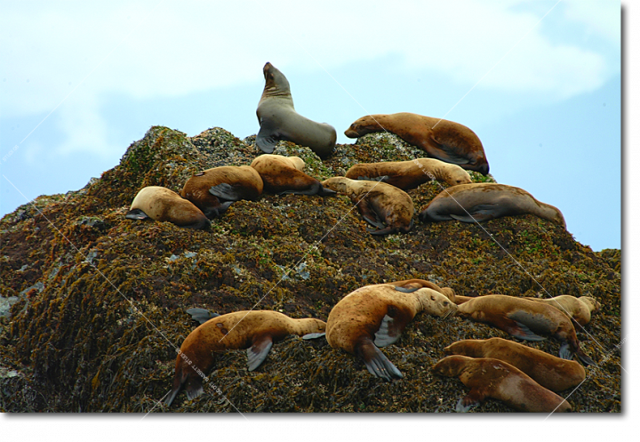 Alaska, Sea Lions, King of the Hill,Fredrickson Sound