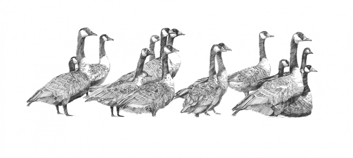 drawings_panoramic_geese.png