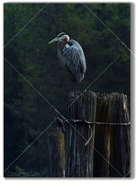 Dusky_Blue_Heron_web.png