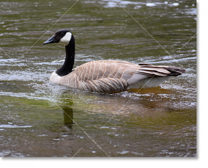 Ebb_Flow_Goose_product_image.png