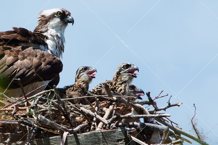 Fierce_16x24_Osprey_in_nest.png