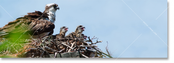 Fierce_Osprey_in_nest_panoramic.png