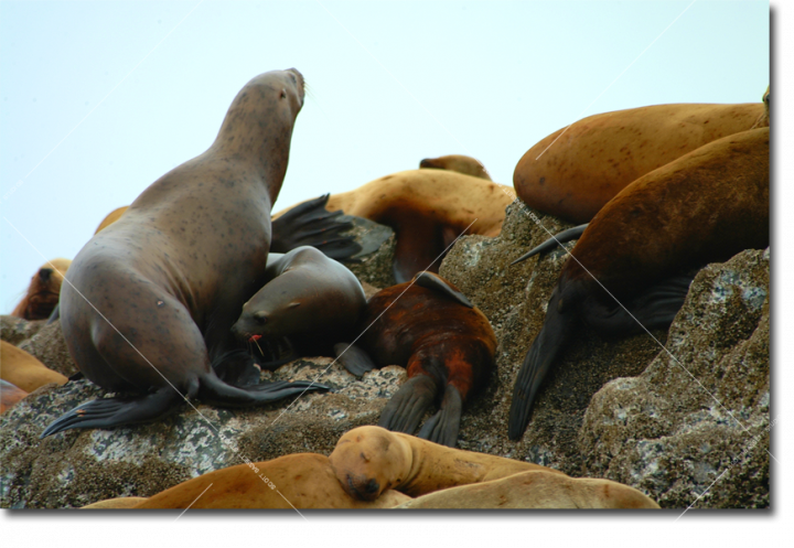 Nap_time_sea_lions_web.png