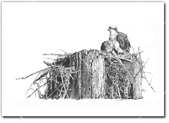 Osprey_River_Hawk_in_nest.png