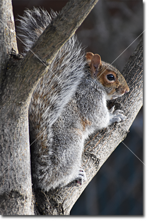 Squirrel_16x24_web.png