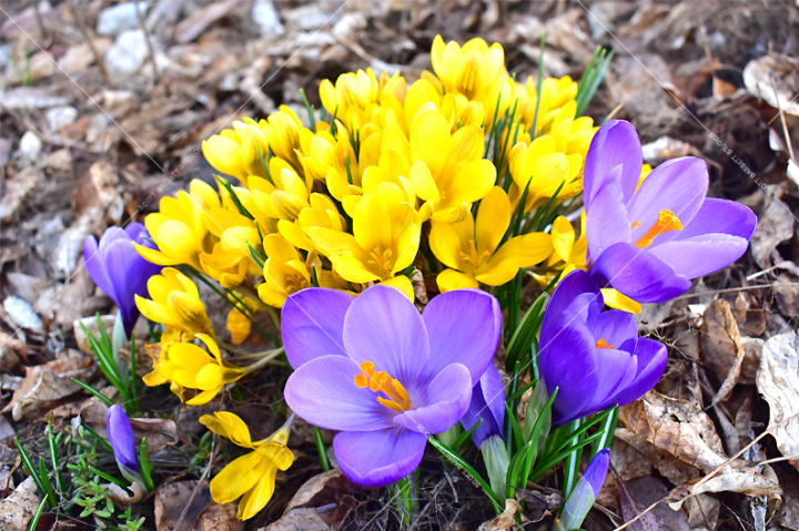 Yellow-Purple_crocus_24x16.png